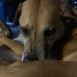 Meet your Posher, Bella